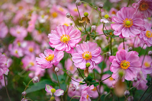 Japanese Anemone in the flower borders of Rousham House Gardens, Oxfordshire.