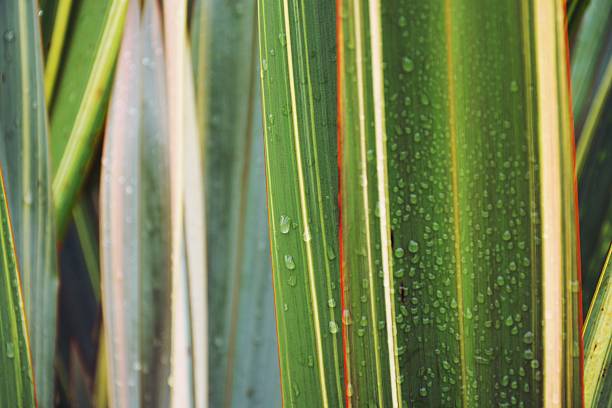 Beautiful Phormium or Harakeke Leaves (NZ Flax) with raindrops in close-up differential focus.