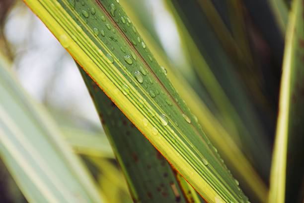 Beautiful Phormium or Harakeke Leaves (NZ Flax) with raindrops in close-up differential focus.