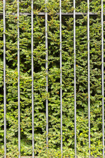 istock Neatly trimmed evergreeen hedge held within an iron fence. 2239446605