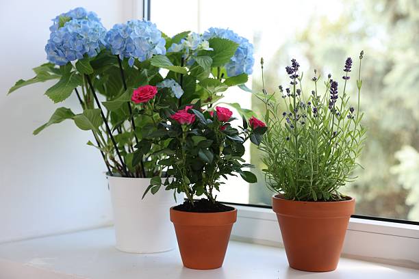istock Different potted flowers on window sill, closeup 2239448559