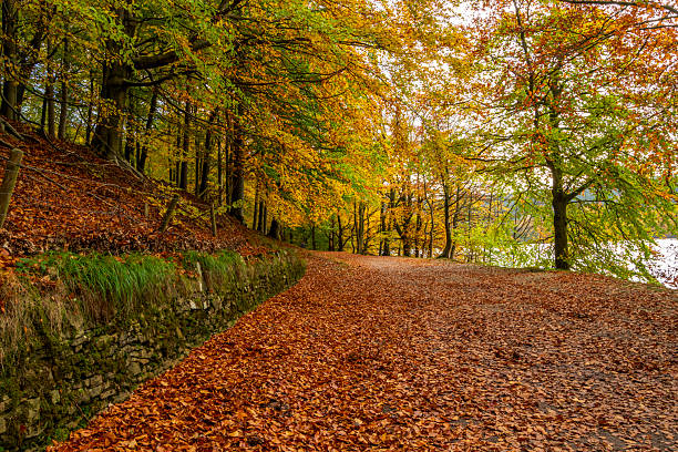istock Autumn path through a colorful woodland 2239448567