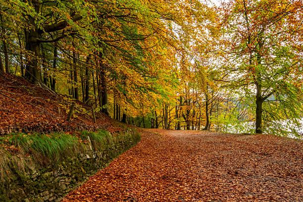 istock Autumn path through a colorful woodland 2239448569