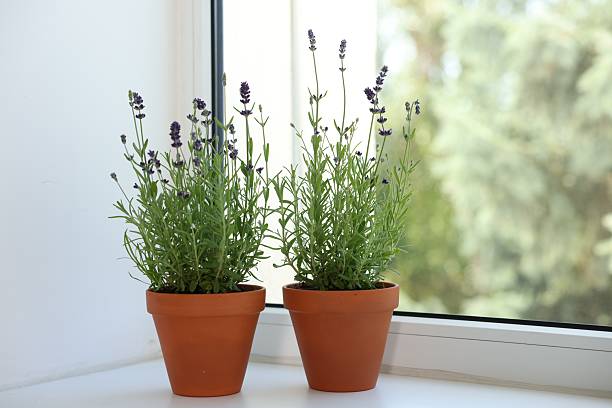 istock Beautiful potted lavender plant on window sill, closeup 2239448580