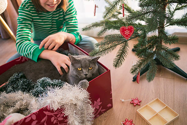A smiling boy watches a British Shorthair cat playing in a red box filled with tinsel beside a Christmas tree. Joyful holiday atmosphere, playful bonding, and child-led festive rituals.