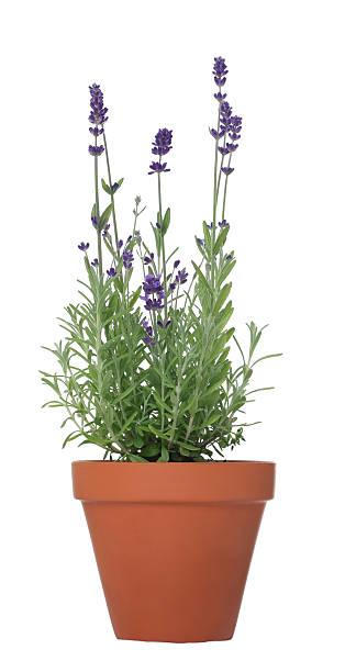 istock Beautiful potted lavender plant isolated on white 2239448793