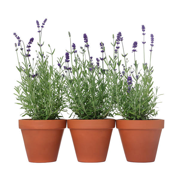 istock Beautiful potted lavender plant isolated on white 2239448801