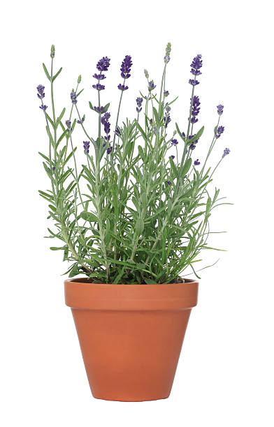 istock Beautiful potted lavender plant isolated on white 2239448820
