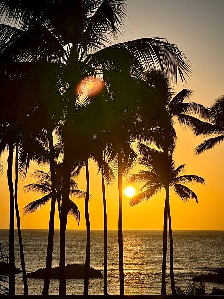 istock Hawaiian Sunset with light flowing through palm trees over the ocean and light waves at dusk 2239450401