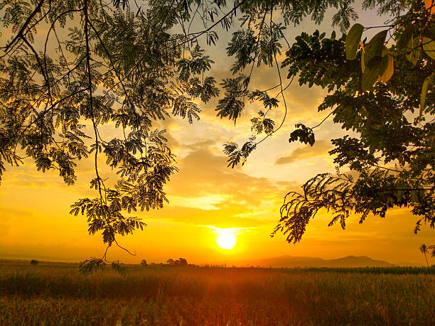 A stunning golden hour scene where the brightly setting sun illuminates a vast field, framed dramatically by the dangling, silhouetted leaves and branches of an overhead tree. The image conveys themes of nature, serenity, and the beauty of the tropical sunset.
