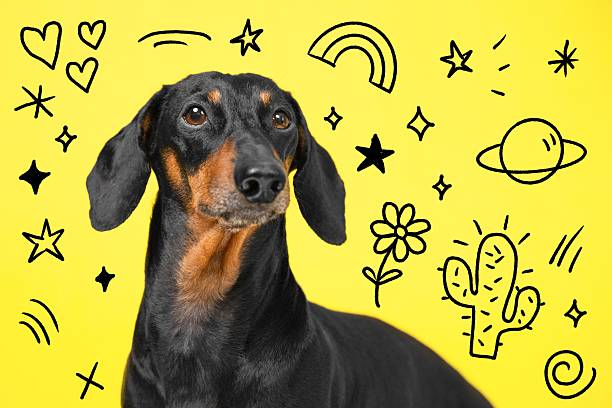 istock Dachshund with cosmic doodles on yellow background - fun pet design 2239455185