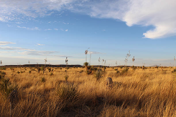 Field with brown grass at dusk with sotol yucca plants in Marfa, Texas