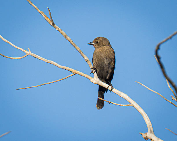 istock Brewer's Blackbird on a a Branch 2239458697