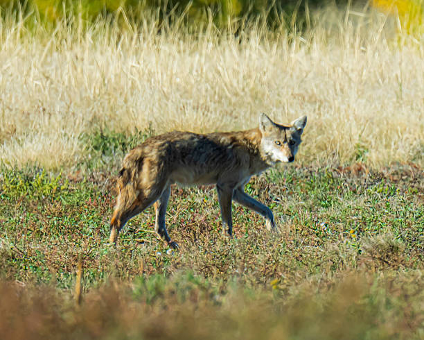 istock Coyote on the Prairie 2239458711