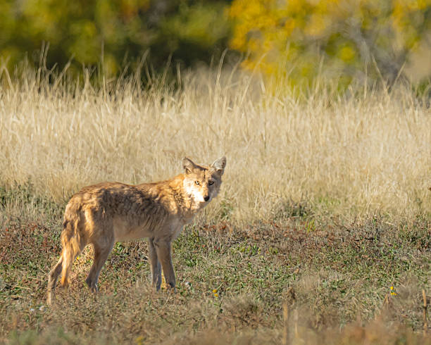 istock Coyote on the Prairie 2239458718