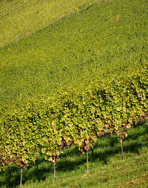 View of a vineyard in autumn in vertical format