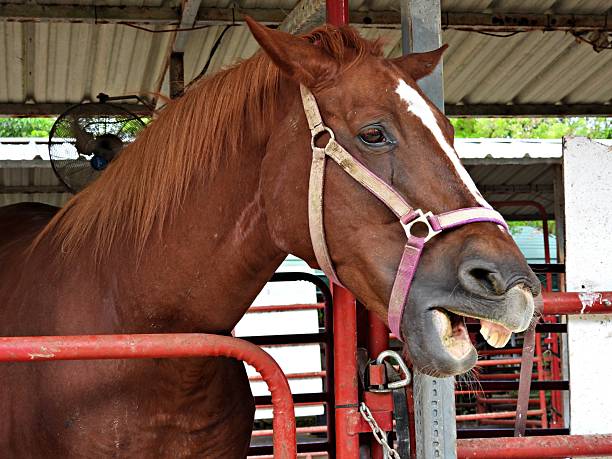 istock Horse (Equus ferus caballus) showing it's teeth 2239461575