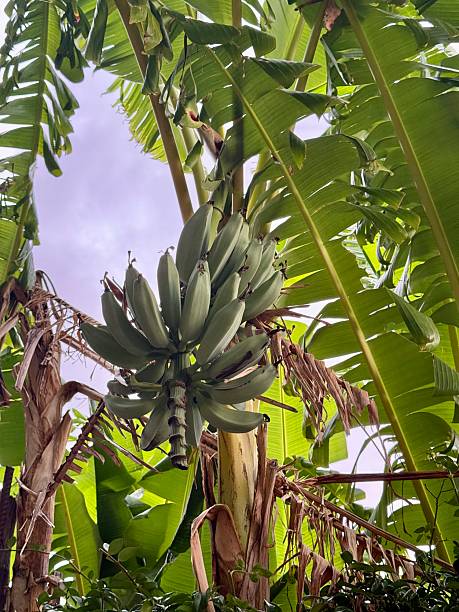 istock Unripe Bananas Hanging from Tropical Banana Tree 2239462559