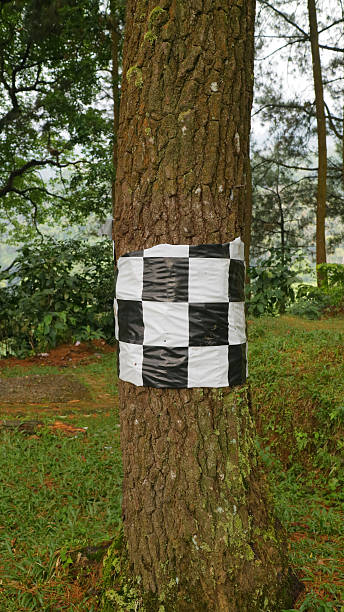 istock Tree Trunk Wrapped with Checkered Tape in Forest 2239463527