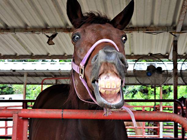 istock Horse (Equus ferus caballus) - showing it's teeth 2239468627