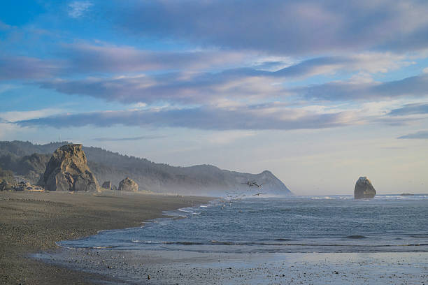 istock Pod of Pelicans fly over Gold Beach's sea stacks 2239470921