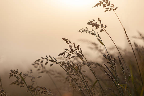 istock Grassland in the morning mist 2239471826