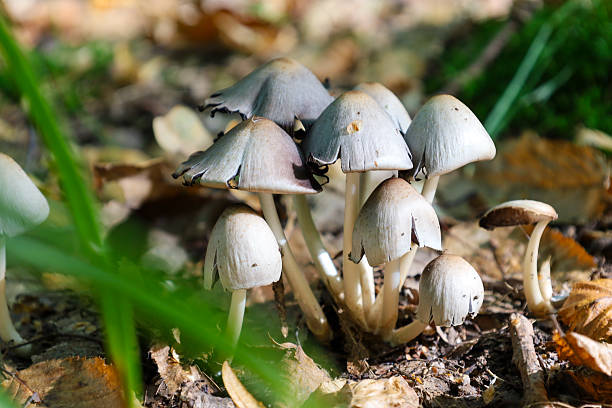 istock A compact cluster of small mushrooms with bell-shaped, light-gray caps and thin stems grows densely on the forest floor. Bright sunlight highlights the cap texture, surrounded by fallen leaves and green grass. 2239472340