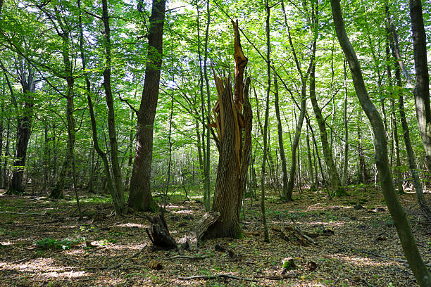 istock A dense forest on a bright sunny day, dominated by an old, split trunk of a dead tree in the center of the frame. Green leaves and thin trunks around it create deep shadows and contrasting lighting on the forest floor covered with fallen leaves. 2239472351