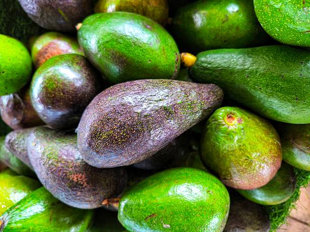 Close-up of fresh green avocados stacked together at a local market. Healthy tropical fruit rich in nutrients, perfect for organic food, agriculture, and healthy lifestyle concepts.