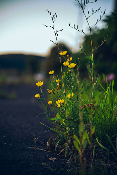 istock Wildflowers Blooming on the Roadside at Dusk 2239476773