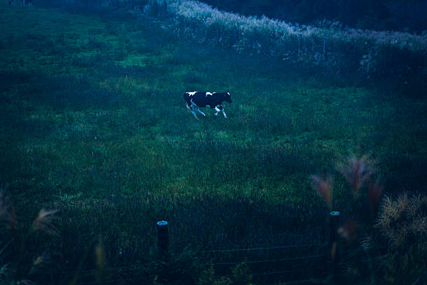 Cows Grazing in a Misty Pasture at Dawn