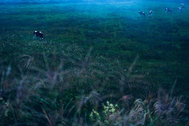 Cows Grazing in a Misty Pasture at Dawn