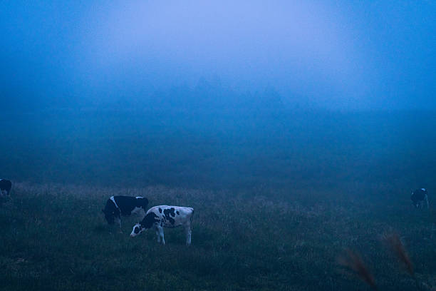Cows Grazing in a Misty Pasture at Dawn