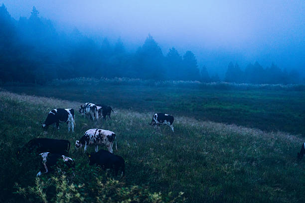 Cows Grazing in a Misty Pasture at Dawn