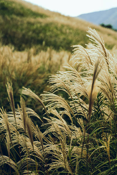 istock Japanese Silver Grass Swaying in the Autumn Breeze 2239476799