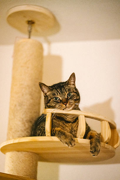 istock Tabby Cat Relaxing on Wooden Cat Tower Indoors 2239476825