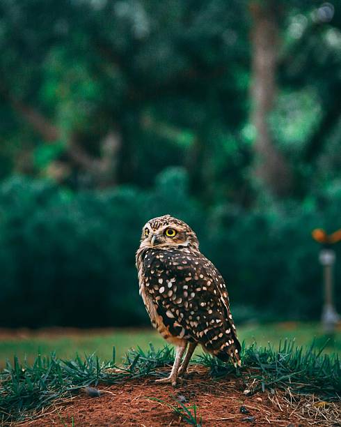 A close-up photo of a brown owl standing on the ground surrounded by green grass and forest background. The image captures the beauty and calmness of