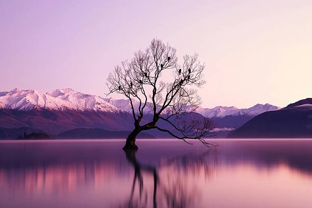 istock Minimal nature landscape with lone tree reflection in calm lake and mountains background 2239478794