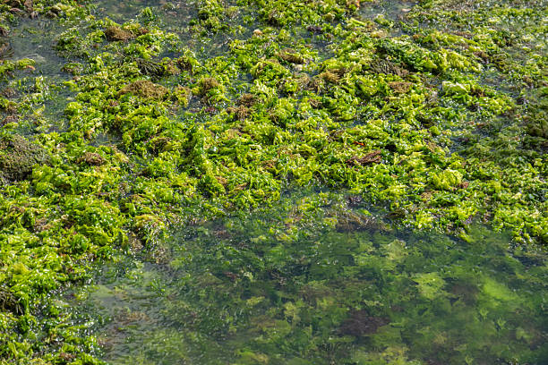 Green seaweed on the seashore. Marine and environmental pollution.