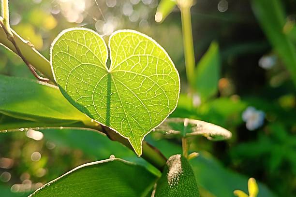istock close up heart-shape green leaves 2239481006