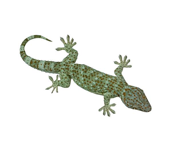 istock Tokay Gecko isolated on white background 2239483628