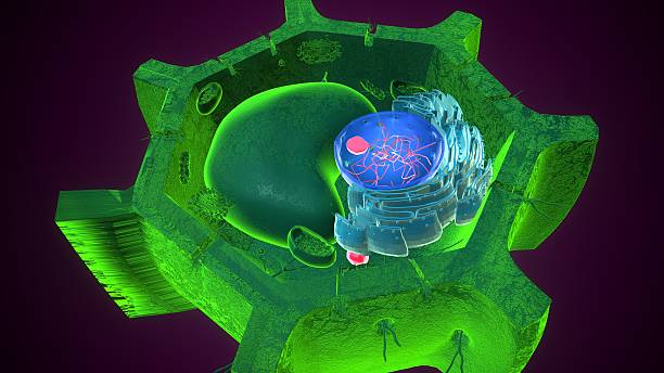 istock Plant nucleus anatomy. 3d illustrations 2239484445