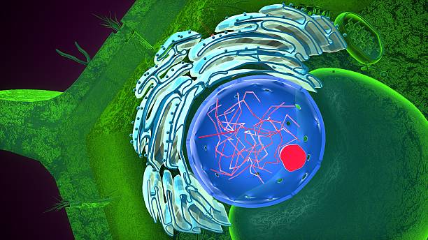 The nucleus is the control center of a plant cell. It contains the cell’s genetic material (DNA) and controls all the activities of the cell such as growth, metabolism, and reproduction.