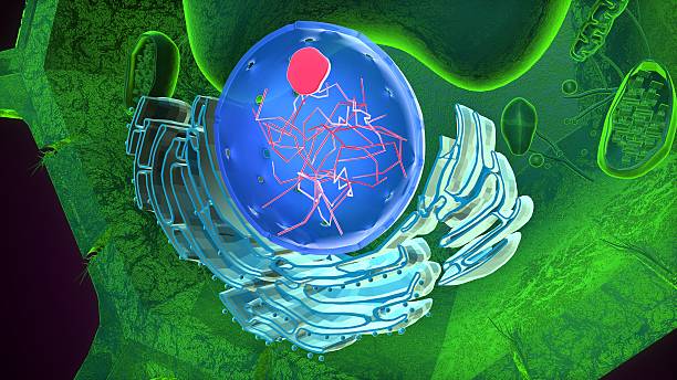 istock Plant nucleus anatomy. 3d illustrations 2239484650
