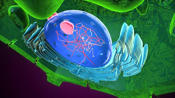 istock Plant nucleus anatomy. 3d illustrations 2239484664