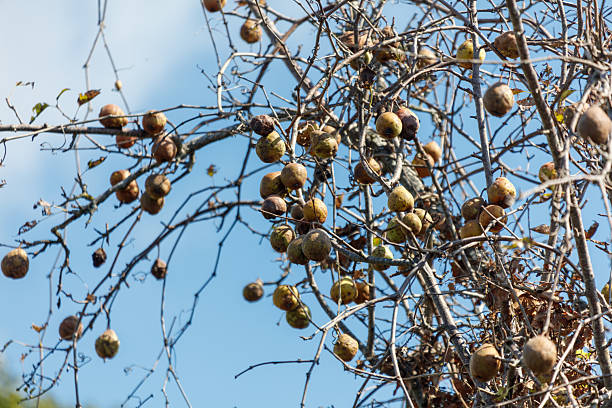 Apples on a tree damaged by disease.