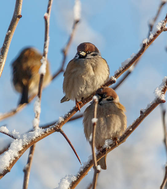 Two birds sitting on a branch covered in snow. One bird is on the left and the other is on the right