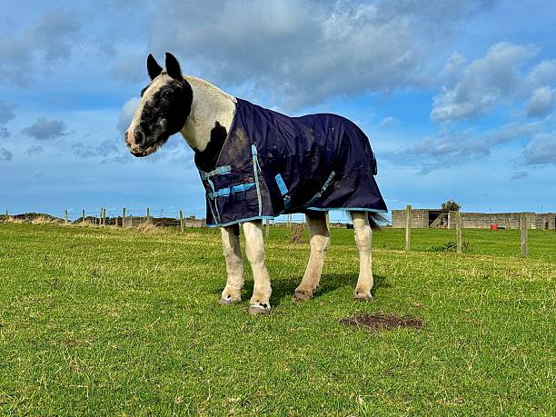 istock A horse wearing a coat standing in a field 2239487655