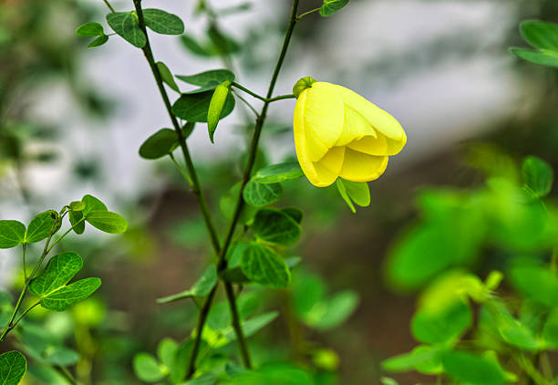 Bauhinia Tomentosa. Yellow Bell Orchid Tree is a small shrubby tree with slender drooping branches