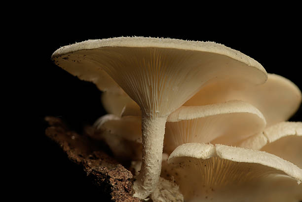 istock Mango mushroom fungi growing on dead and decomposing mango tree trunk 2239487919